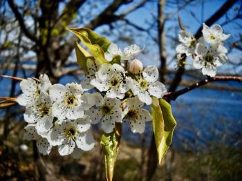 Bradford pear